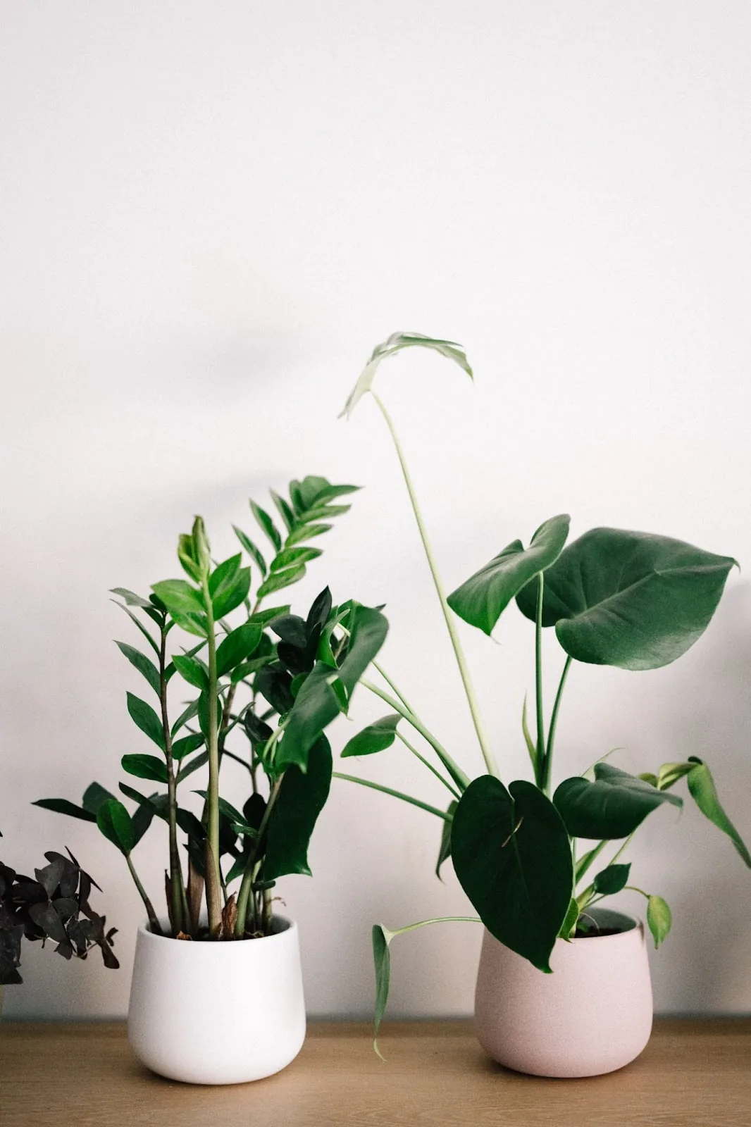 Two potted plants, a ZZ plant and a Monstera, sitting against a minimalist backdrop, showcasing the simple beauty of indoor greenery to uplift any space